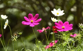 花4.png 花4.png