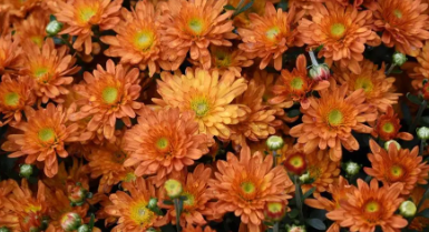 花7.png 花7.png