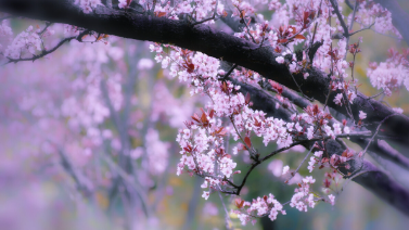 花8.png 花8.png