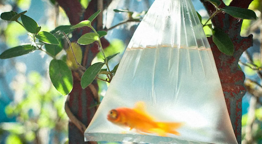 Z{O$G[KQB16UBUZRY5O(RAW.png Z{O$G[KQB16UBUZRY5O(RAW.png