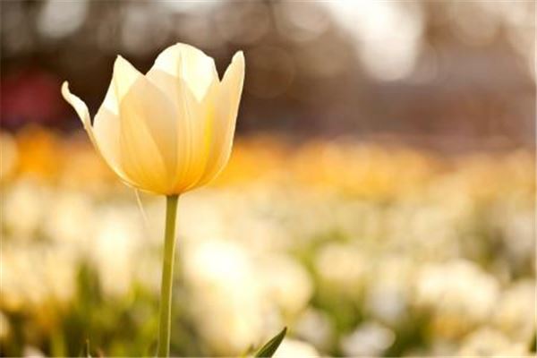 姓名打分测试之特殊笔画计算方法