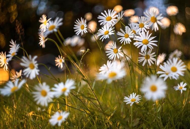 塔罗牌占卜权杖七的意义解读