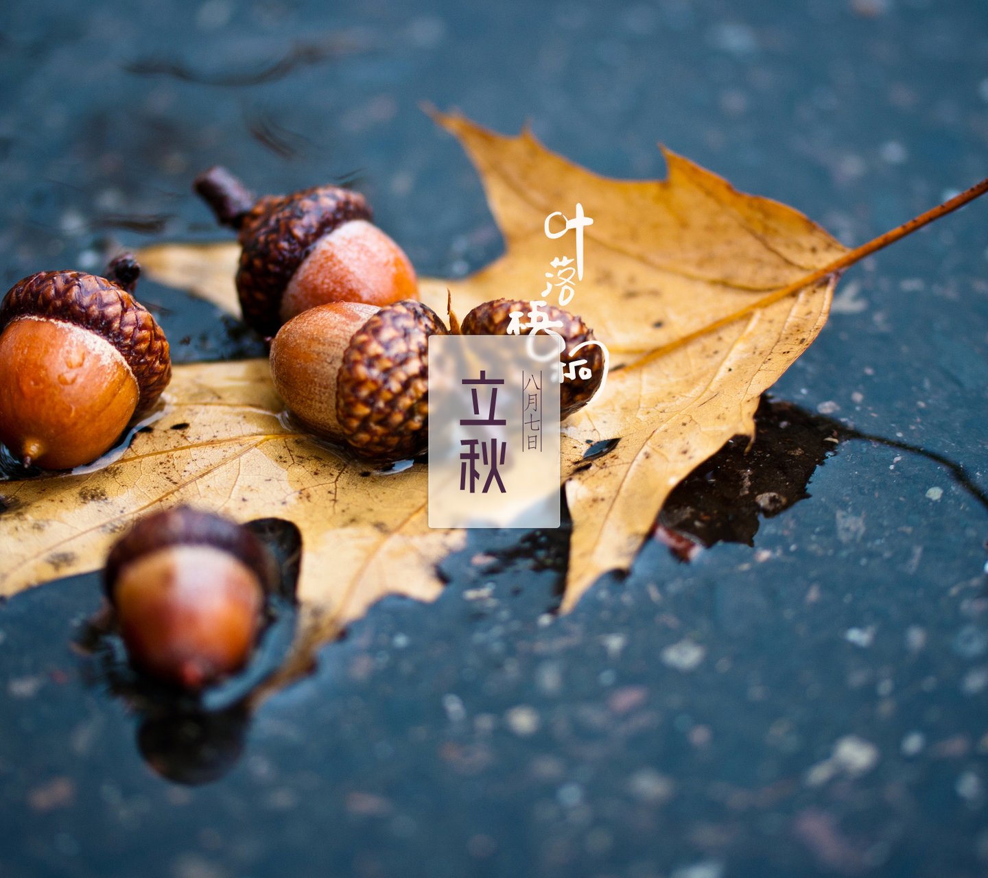 立秋