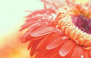 简单好看的7个字QQ网名：彼岸，奈何花yi落°