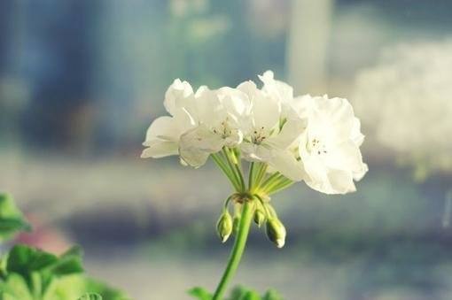 有意境优美好听的网名，爱情取名叫珍惜