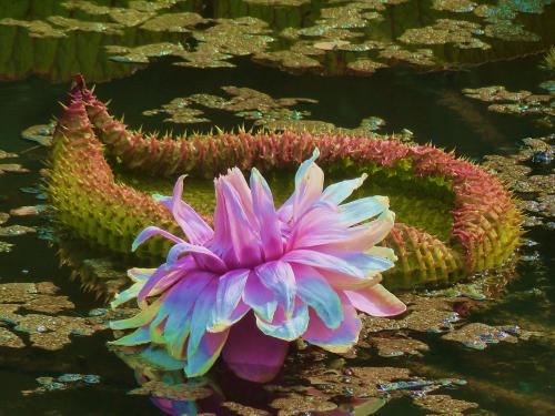 高端洋气特别漂亮的网名,青春散场,不诉离殇