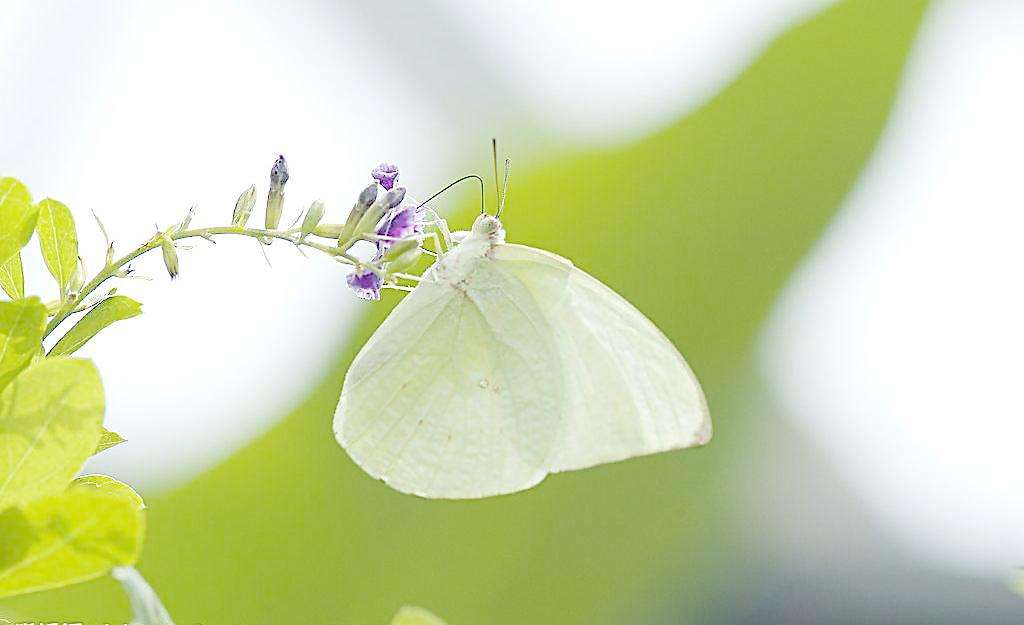 高端洋气特别漂亮的网名,青春散场,不诉离殇