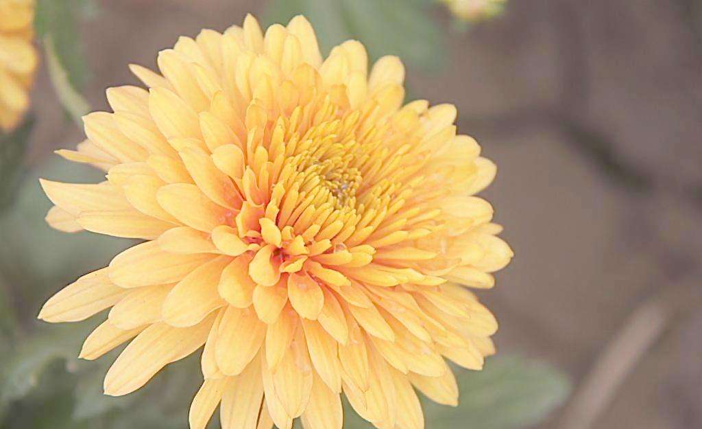 猥琐重口味带‘菊花’的个性网名