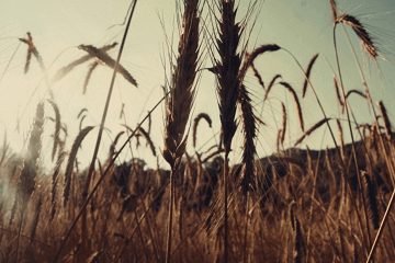 干净好听的昵称古风，好听古风唯美网名