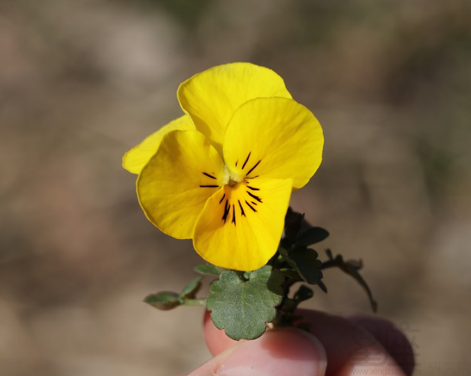 帅气又好听的男生昵称，爆帅男生昵称